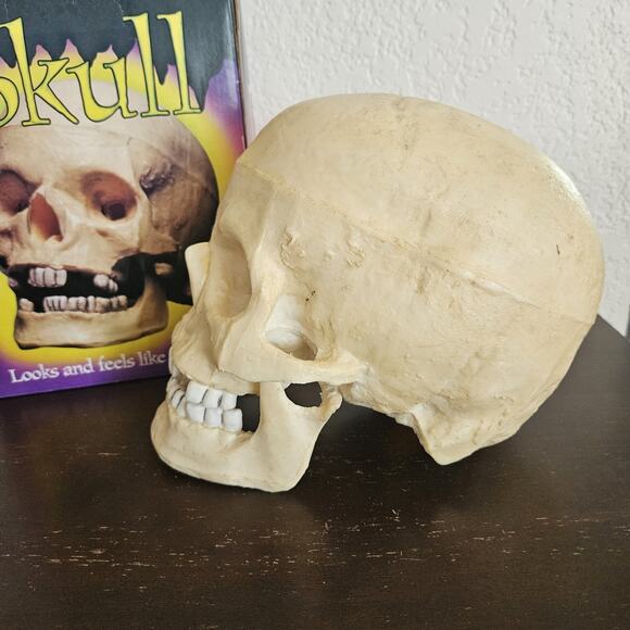 Vintage Halloween Skull Blow Mold Hinged Moveable Jaw Paper Magic Group - Picture 6 of 10